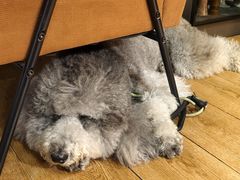 -沏点Trattoria意大利餐厅(新街口店)
