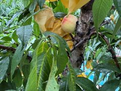 -老袁家蜜桃农场·阳山水蜜桃