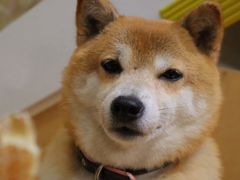 -是阿柴呀！柴犬咖啡·爱喵喵猫咖