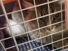 -佳雯宠物医院·皮肤科·内外科(春晓路分院)