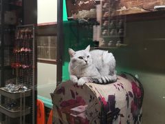 -猫咪博物馆(顶澳仔猫街店)