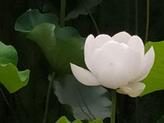 -四川大学(望江校区)