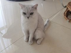 -团子家猫咪猫咖馆·柯基·柯尔鸭