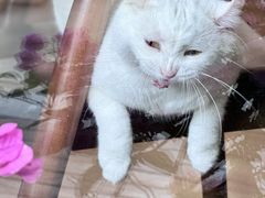 -有猫主题·治愈系猫咖(曾厝垵店)