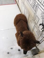 -神奇动物撸宠馆·羊驼·小浣熊·异宠(豫园店)