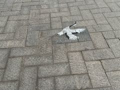 -盐城丹顶鹤湿地生态旅游区