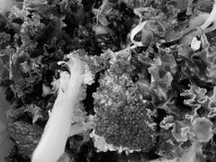 -Wagas沃歌斯(汇智店)