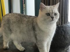 -喵屿·大理花园猫咖