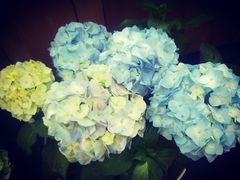-北马山庄植趣咖啡