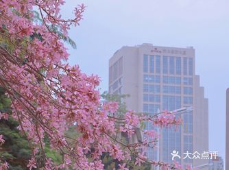 厦门粉色秋季浪漫满屏少女心