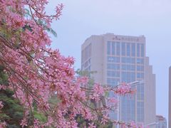 -溪岸路花鸟市场