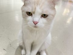 -藏猫猫咖啡主题馆(中央大道店)