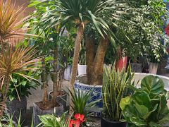 -双季花艺园艺市场(浦东店)