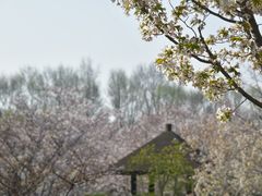 -顾村公园