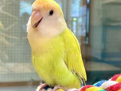 -吉丁鸟咖·异宠·寄养