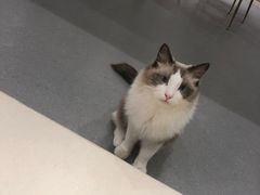 -飞行喵MR PILOT|猫舍·猫咖(静安大融城店)