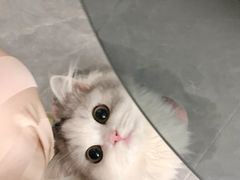 -Bastet sally猫舍购宠(静安店)