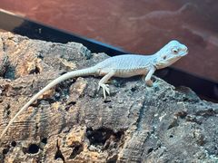 -帕帕拉兹宠物(亚洲旗舰店)