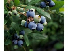 -金谷域澳洲庄园