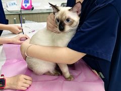 -北京观赏动物医院·24小时大型综合·猫专科·异宠专科