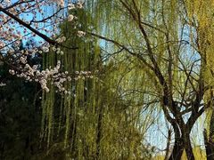 -石家庄市植物园