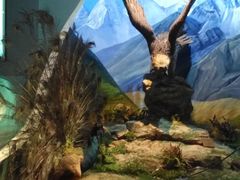 -陕西自然博物馆