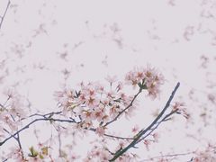 -武汉大学-樱园