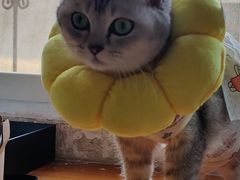 -伟伟宠物医院·瑞派猫友好医院·猫科(光谷店)