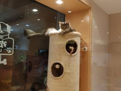 -Pets First伊珊娜洗护·精致美容·家庭式寄养(新会路店)