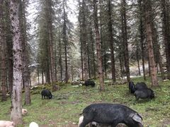 -硗碛藏寨·神木垒景区