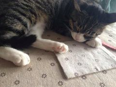 iphone_upload_pic-海边的猫和咖啡馆