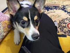 -派多格宠物·购宠(靛厂路店)