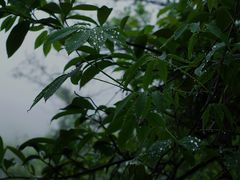-张家界天门山国家森林公园