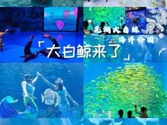 -芜湖新华联大白鲸海洋公园