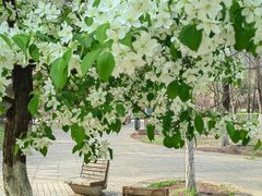 -长白岛森林公园