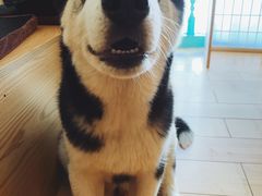 -喜柴咖啡·柴犬狗咖
