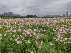 -洋湖国家湿地公园