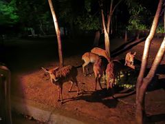 -清迈夜间动物园