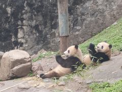 -都江堰中华大熊猫苑