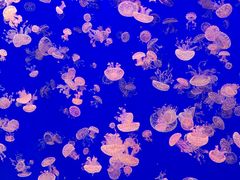 -江和美海洋公园