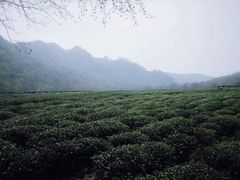 -中国茶叶博物馆(双峰馆区)