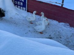 -雪谷