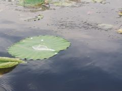 -白洋淀景区