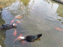 -灵玲国际马戏城