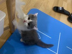 -糯米喵星人总部直营旗舰店·猫舍·幼猫出售