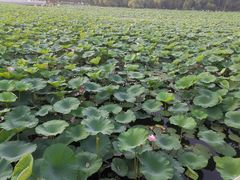 -长春市南湖公园