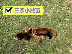 -都江堰中华大熊猫苑