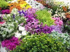 -双季花艺园艺市场(浦东店)