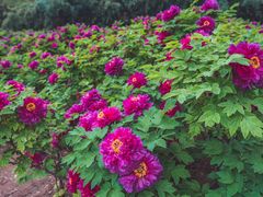 -洛阳市隋唐城遗址植物园