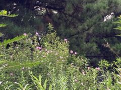 -燕塞湖鸟语林景区